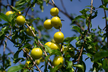 Yellow plums on branch in orchard