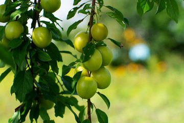 Cherry Plums on Branch