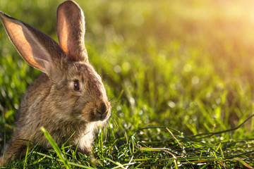 Naklejka na ściany i meble A domestic rabbit in the grass at sunset. Rabbit breeding