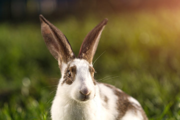 A domestic rabbit in the grass at sunset. Rabbit breeding