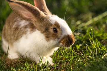 A domestic rabbit in the grass at sunset. Rabbit breeding