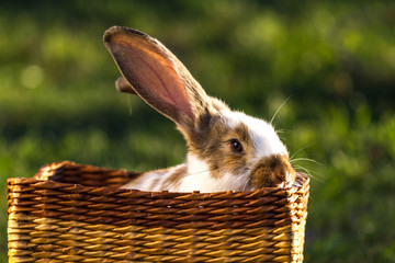 A domestic rabbit in a basket in the grass at sunset.