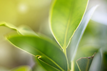 close up green leaf background and sunlight on treetop