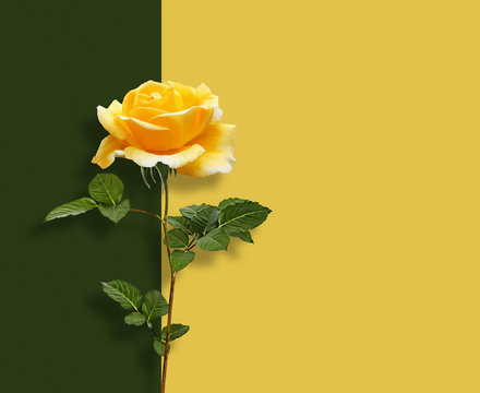 Beautiful yellow rose with green leaves on  multicolored background