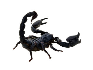 black scorpion on white background, Poisonous animals