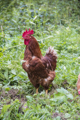 Hahn in Freilandhaltung