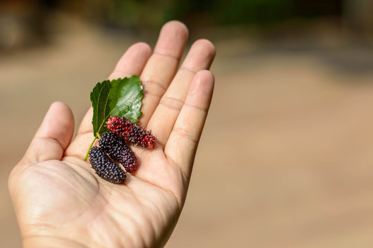 Mulberry fruit on hand