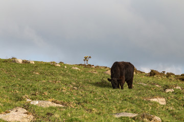 Dartmoor cow