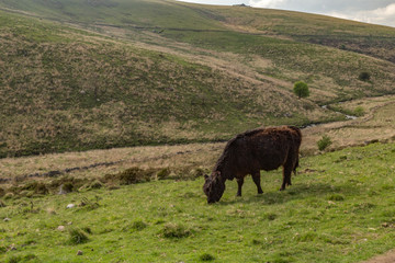 Dartmoor cow