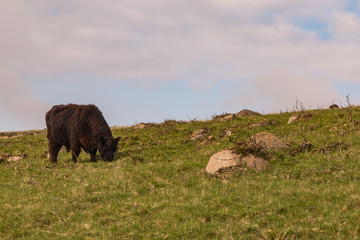Dartmoor cow