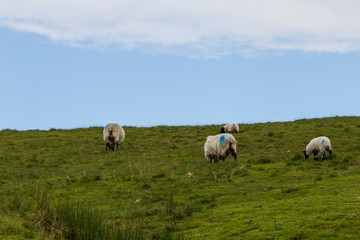 Fototapeta na wymiar Dartmoor sheep