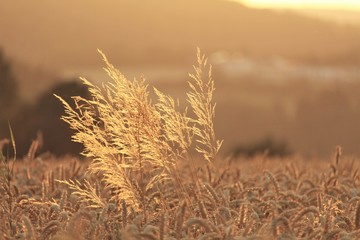 Feld Acker sommer summer grain Weizen Getreide