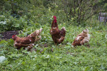 Hahn in Freilandhaltung