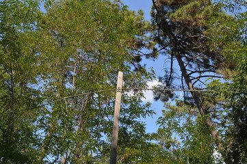 Fototapeta premium alberi