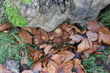 autumn leaves on ground