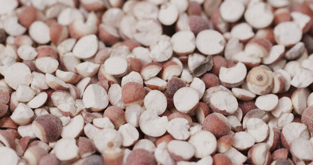 Chinese Gordon euryale seed