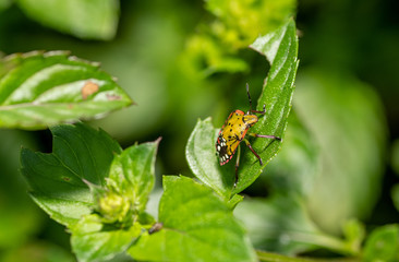 Nezara viridula bugs or southern green stink bugs on a green leaf