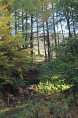 forest in the morning