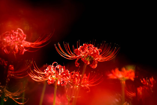 627 Best 曼殊沙華 曼珠沙華images Stock Photos Vectors Adobe Stock 627 Best 曼殊沙華 曼珠沙華images Stock Photos Vectors Adobe Stock