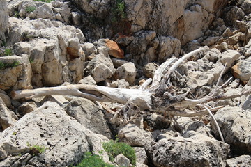 rocks in forest