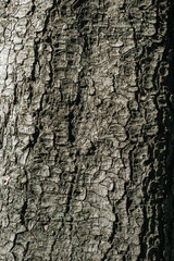 close-up view of dark grey tree bark background