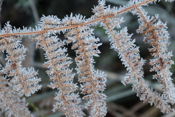 frost on the branches