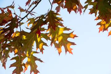 秋のアカナラの葉と青空