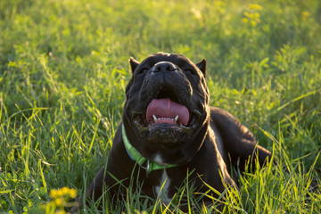 Heat stroke in a dog. Male black purebreeded cane corso with cropped ears lying in grass and trying to cool itself by his breath