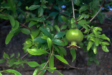 green pomegranate