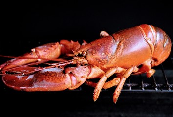 Lobster