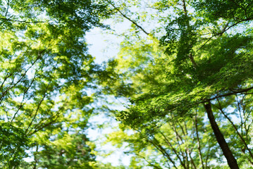 Obraz premium 清水寺(Kiyomizudera - Temple)