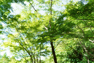 清水寺(Kiyomizudera - Temple)