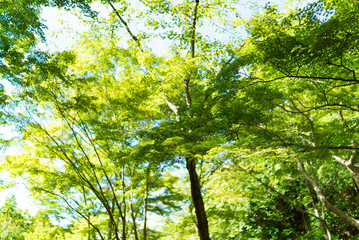 Obraz premium 清水寺(Kiyomizudera - Temple)