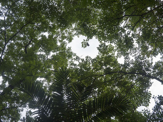 green leaf of treetop 