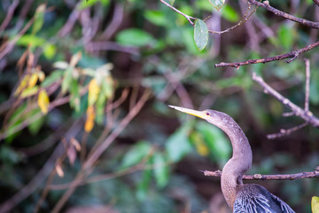 Heron in Tortuguero National Park of Costa Rica
