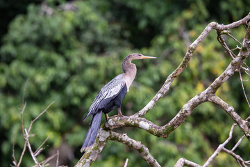 Heron in Tortuguero National Park of Costa Rica