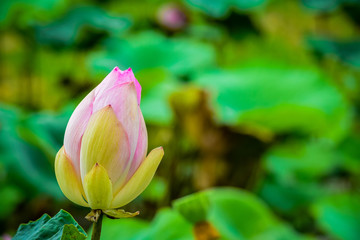 beautiful Red or pink Lotus Flower or water lily growing in tropical thailand country.nature.symbol of the Buddha.
