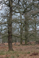 Obraz premium tree in the park