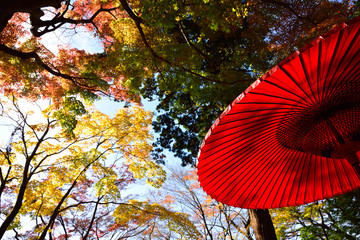 Red leaves and Umbrella