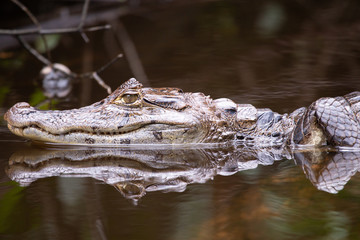 Alligator in Tortuguero National Park of Costa Rica