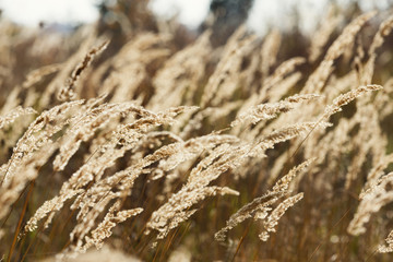 Fototapeta premium Fall backdrop. Golden ears in field, closeup