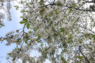 White cherry tree flower in spring. Beautiful cherry blossom Sakura with light blue sky.