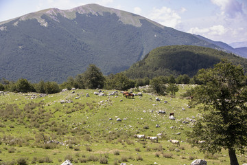 Fototapeta na wymiar Pollino landscape