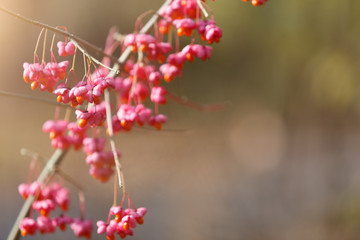 Natural fall background - red autumn plant, selective focus