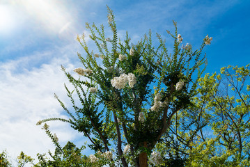清水寺(Kiyomizudera-Temple)