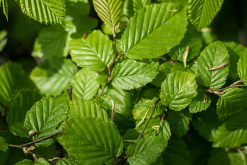 Close-up of leaves of a bush