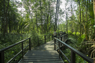 20th august 2018.kuantan,pahang,malaysia.board walk in the mangrove forest