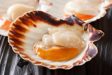 Raw fresh scallop in shell macro on a black table. vertical
