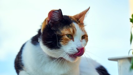 Three colored cat licks its nose. Summer in Tomsk.