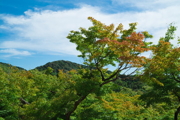 清水寺(Kiyomizudera-Temple)